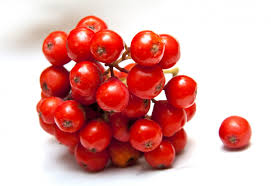nettare rosa